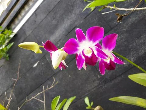 Orchid flower Stock Photos