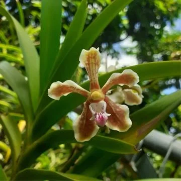 Orchid flower Photos
