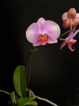 Orchid Flower Stock Photos