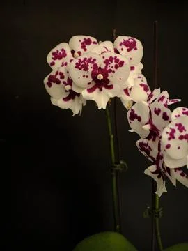 Orchid Flower Stock Photos