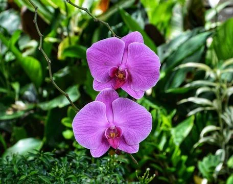 Orchid flower Stockfoto's