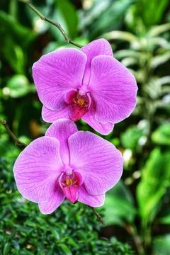Orchid flower Stockfoto's