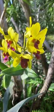 Orchid flower Stock Photos
