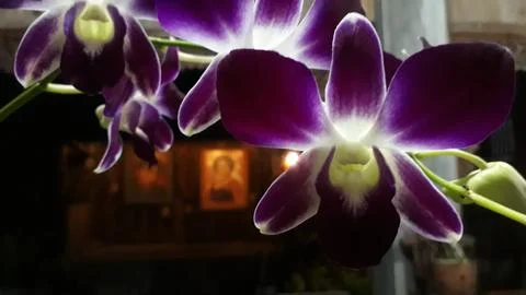 Orchid flower Stock Photos