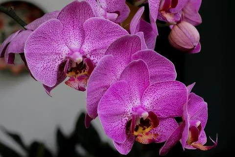Orchid Flower Stock Photos