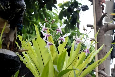 Orchid Flower Stock Photos