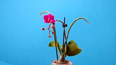 Orchid in flower pot Stock Footage 35582716