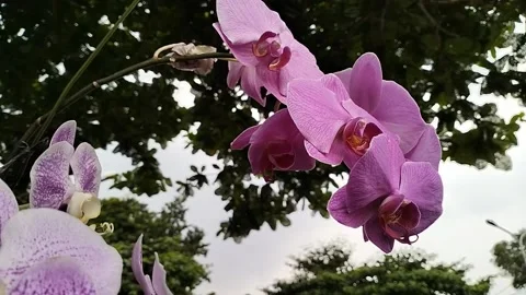 Orchid flower swaying in the wind Stock Footage 219667645