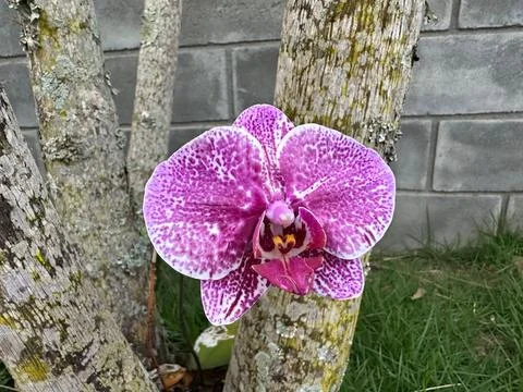 Orchid flower on tree trunk Stock Photos