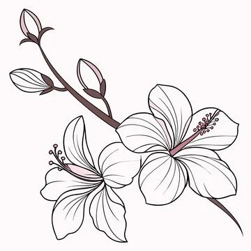 Orchid Flower Vector Illustration Flat Tropical F vector illustration design  Stock Illustration