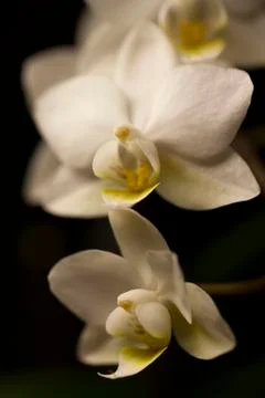 Orchid flower white Stock Photos