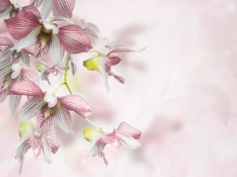 Orchid flowers background Stock Photos