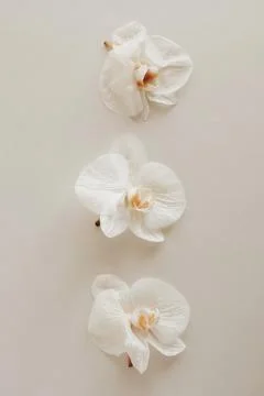 Orchid flowers buds pattern top view on beige background. Aesthetic poster, flor Stock Photos