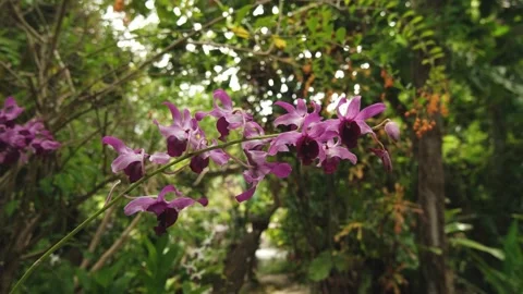 Orchid Flowers Dendrobium Caesar Red Stock Footage 315931945