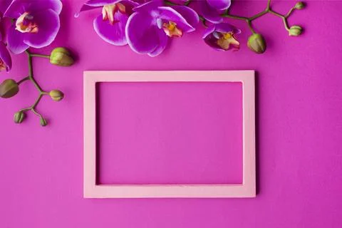 Orchid flowers with empty frame Stock Photos