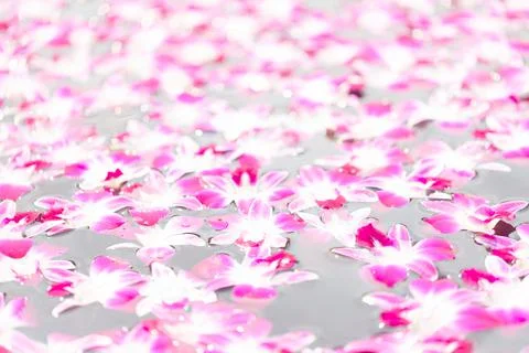 Orchid flowers float on the water surface with blurry bokeh of water reflecti Stock Photos