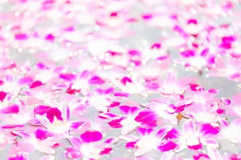 Orchid flowers float on the water surface with blurry bokeh of water reflecti Stock Photos