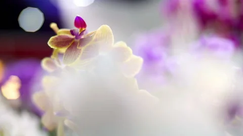 Orchid flowers Stock Footage 59525869