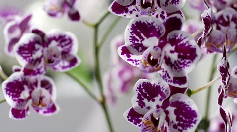 Orchid flowers Stock Footage 59525897