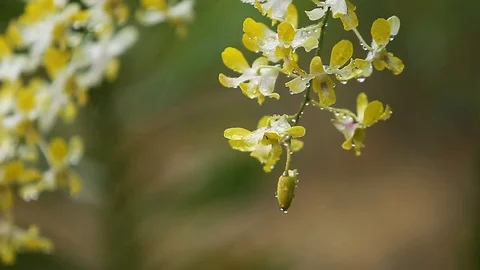 Orchid flowers. Stock Footage 81646073