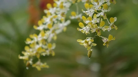 Orchid flowers. Stock Footage 81646455
