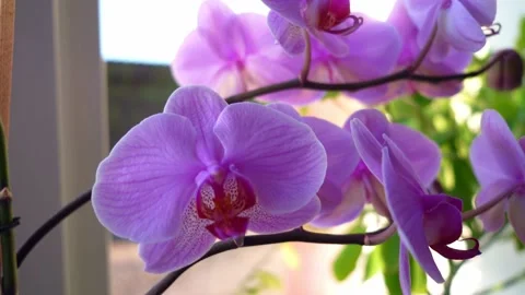 Orchid flowers Stock Footage 179836945