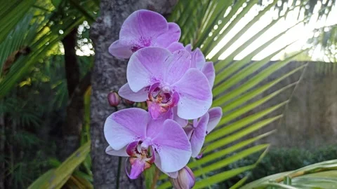 The Orchid Flowers Stock Footage 276211139