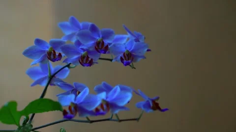 Orchid flowers Stock Footage 340927330