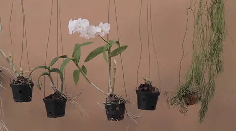 Orchid flowers hanged in pots Stock Footage 23922161