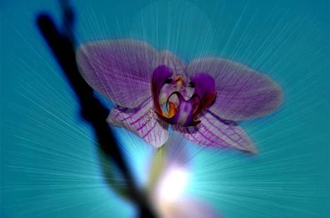 Orchid flowers, Stock Illustration