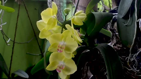 Orchid flowers or Orchidaceae Stock Footage 273856853