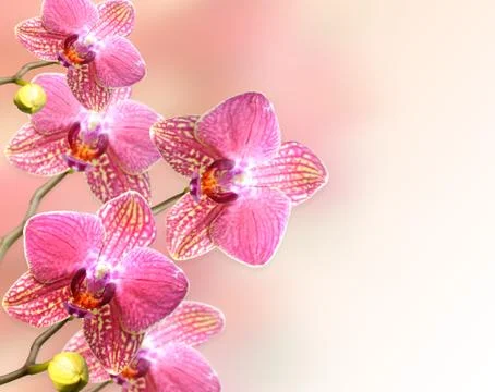 Orchid flowers Stock Photos
