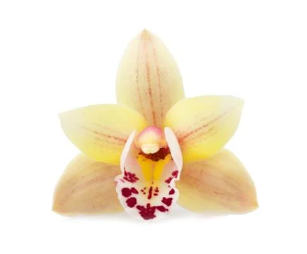 Orchid flowers Stock Photos