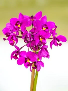 Orchid flowers Stock Photos