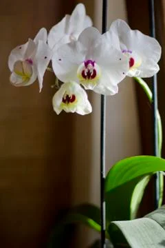 Orchid flowers Stock Photos