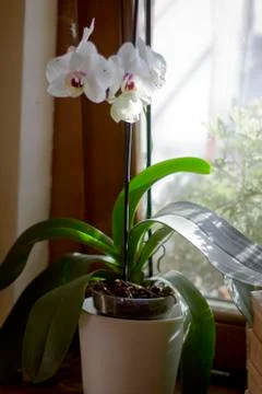 Orchid flowers Stock Photos