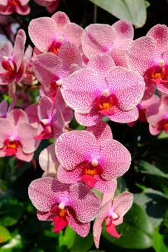 Orchid flowers Stock Photos