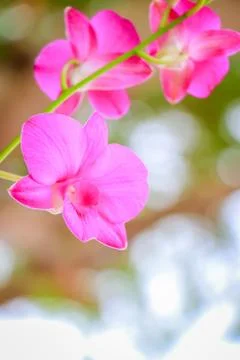Orchid flowers Stock Photos