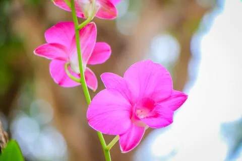 Orchid flowers Stock Photos