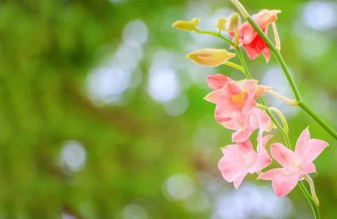 Orchid flowers Stock Photos
