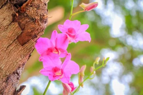 Orchid flowers Stock Photos