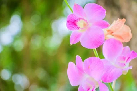 Orchid flowers Stock Photos