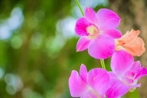 Orchid flowers Stock Photos