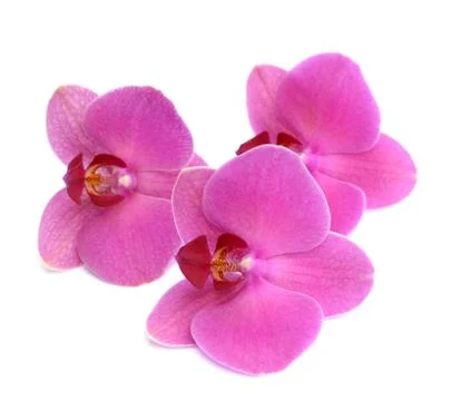 Orchid flowers Stock Photos