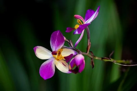 Orchid Flowers Stock Photos