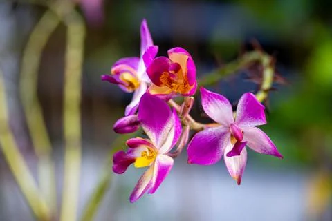 Orchid Flowers Stock Photos