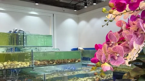 Orchid flowers in a restaurant Sea shell scallop in the running water of the Stock Footage 274901042