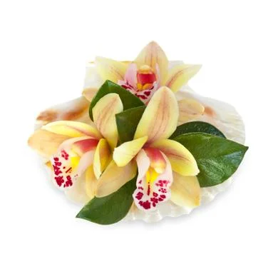 Orchid flowers in the seashell Stock Photos