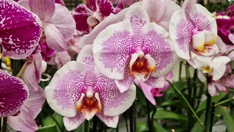 Orchid flowers in a store close-up Stock Footage 250351377