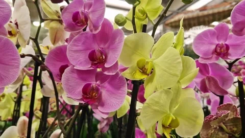 Orchid flowers in the store close-up 스톡 동영상 305190267
